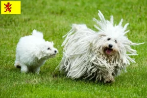 Lees meer over het artikel Puli fokkers en pups in Zuid-Holland