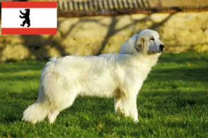 Lees meer over het artikel Pyreneese Berghond Fokker en Puppies in Berlijn