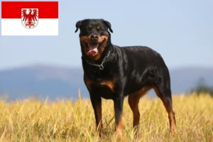 Lees meer over het artikel Rottweiler fokkers en pups in Brandenburg