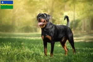 Lees meer over het artikel Rottweiler fokkers en pups in Flevoland