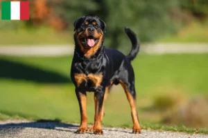 Lees meer over het artikel Rottweiler fokkers en pups in Italië