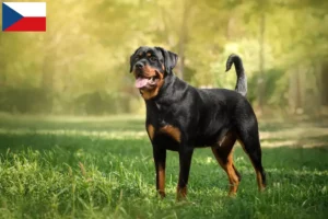 Lees meer over het artikel Rottweiler fokkers en puppy’s in Tsjechië