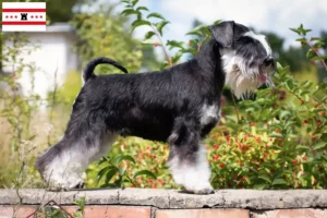 Lees meer over het artikel Schnauzer fokkers en pups in Drenthe