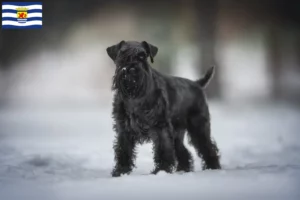 Lees meer over het artikel Schnauzer fokkers en pups in Zeeland