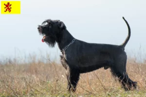 Lees meer over het artikel Schnauzer fokkers en pups in Zuid-Holland