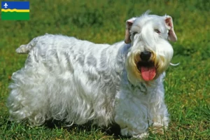 Lees meer over het artikel Sealyham Terrier fokkers en puppies in Flevoland