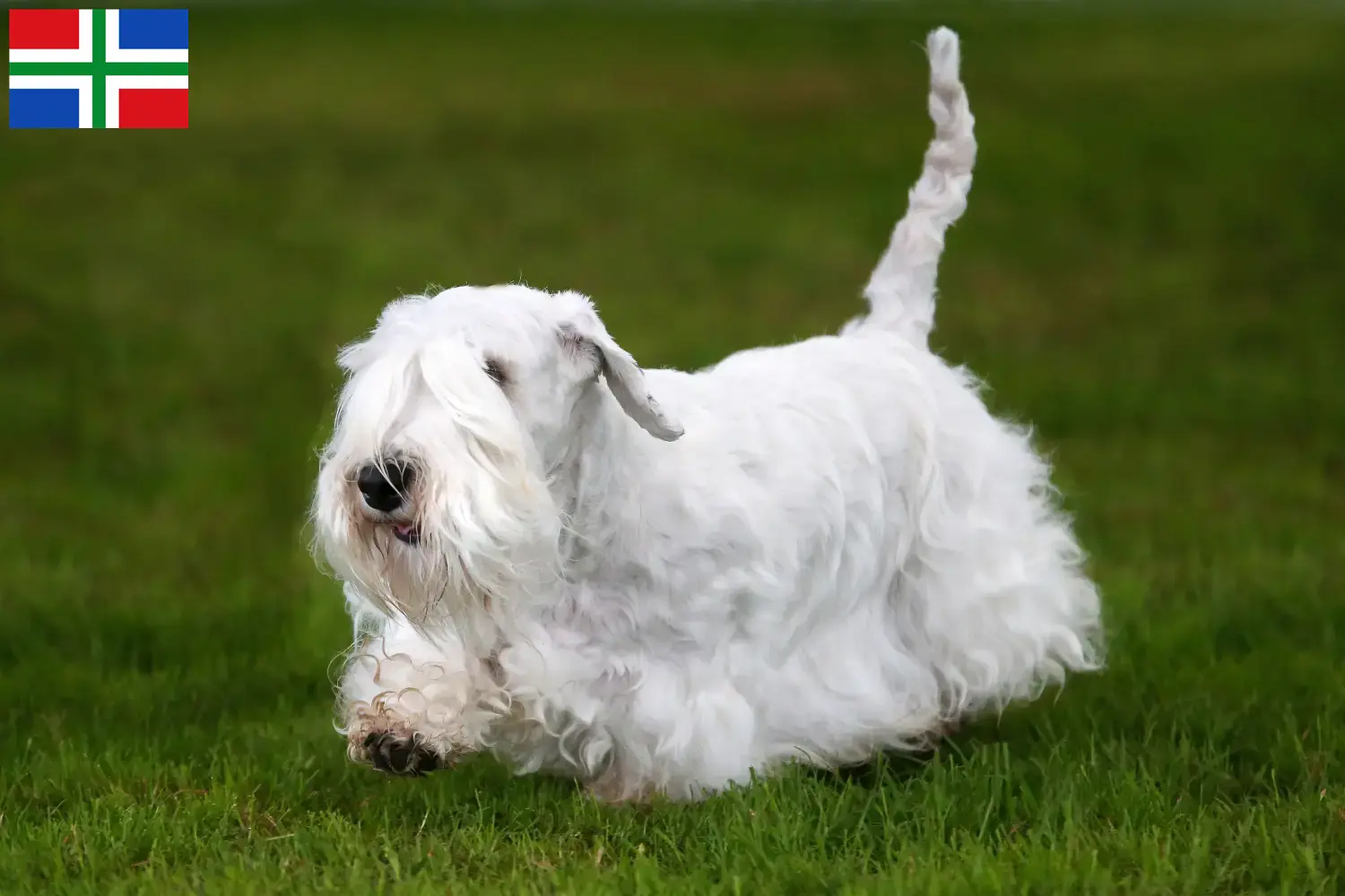 Lees meer over het artikel Sealyham Terrier fokkers en pups in Groningen