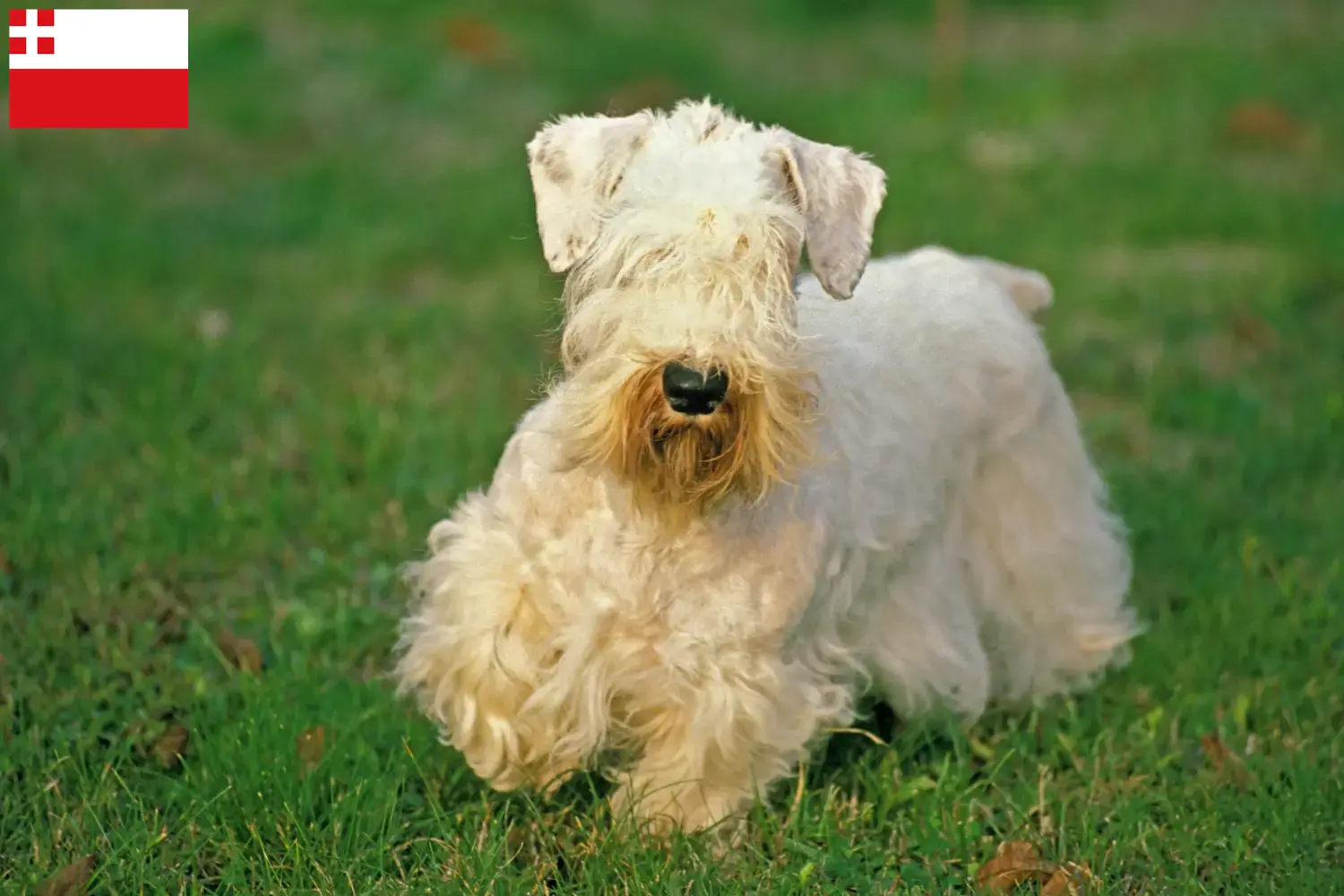 Lees meer over het artikel Sealyham Terrier fokkers en pups in Utrecht