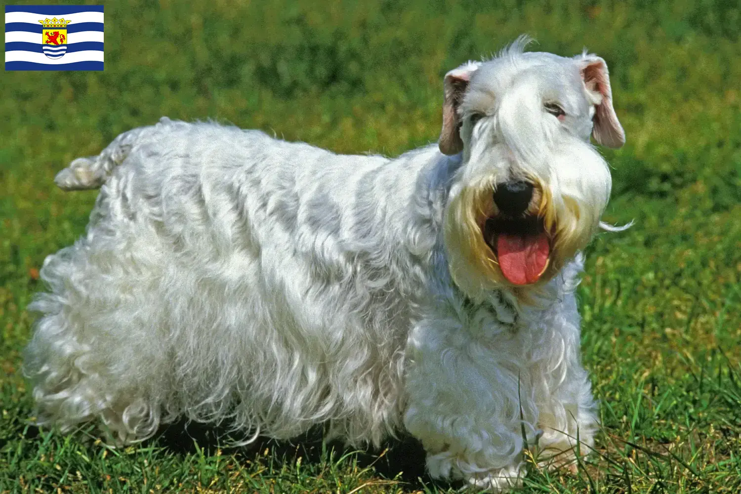 Lees meer over het artikel Sealyham Terrier fokkers en pups in Zeeland