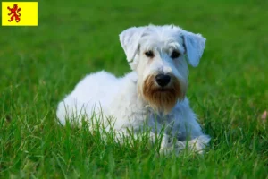 Lees meer over het artikel Sealyham Terrier fokkers en pups in Zuid-Holland