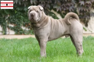 Lees meer over het artikel Shar-Pei fokkers en pups in Drenthe