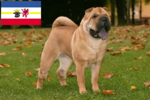 Lees meer over het artikel Shar-Pei fokkers en pups in Mecklenburg-Vorpommern