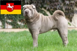 Lees meer over het artikel Shar-Pei fokkers en pups in Nedersaksen