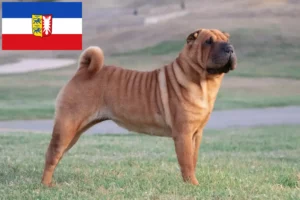 Lees meer over het artikel Shar-Pei fokkers en pups in Sleeswijk-Holstein