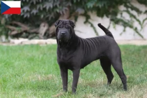 Lees meer over het artikel Shar-Pei fokkers en puppy’s in Tsjechië