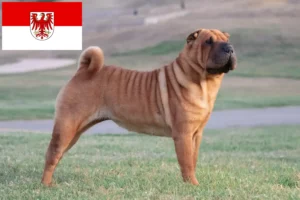 Lees meer over het artikel Shar-Pei fokkers en pups in Brandenburg