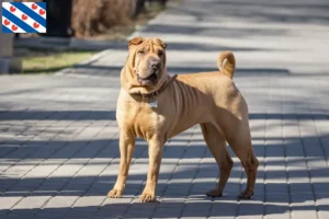 Lees meer over het artikel Shar-Pei fokkers en pups in Friesland