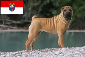 Lees meer over het artikel Shar-Pei fokkers en pups in Hessen