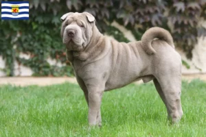 Lees meer over het artikel Shar-Pei fokkers en pups in Zeeland