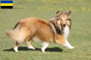 Lees meer over het artikel Sheltie fokkers en pups in Gelderland