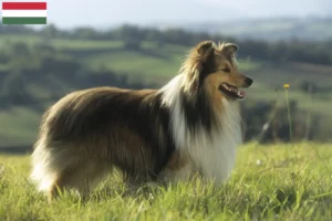 Lees meer over het artikel Sheltie fokkers en puppy’s in Hongarije