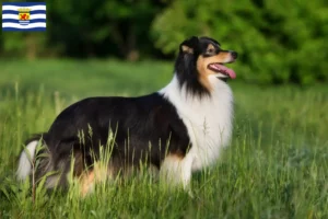 Lees meer over het artikel Sheltie fokkers en pups in Zeeland