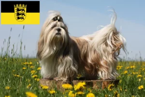 Lees meer over het artikel Shih Tzu fokkers en pups in Baden-Württemberg