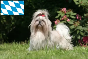 Lees meer over het artikel Shih Tzu fokkers en puppies in Beieren