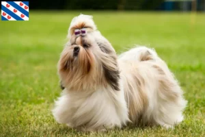 Lees meer over het artikel Shih Tzu fokkers en pups in Friesland