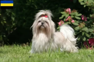 Lees meer over het artikel Shih Tzu fokkers en pups in Gelderland