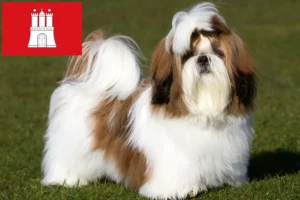 Lees meer over het artikel Shih Tzu fokkers en pups in Hamburg