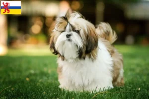 Lees meer over het artikel Shih Tzu fokkers en pups in Limburg