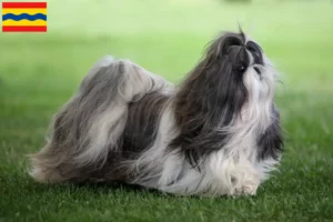 Lees meer over het artikel Shih Tzu fokkers en pups in Overijssel