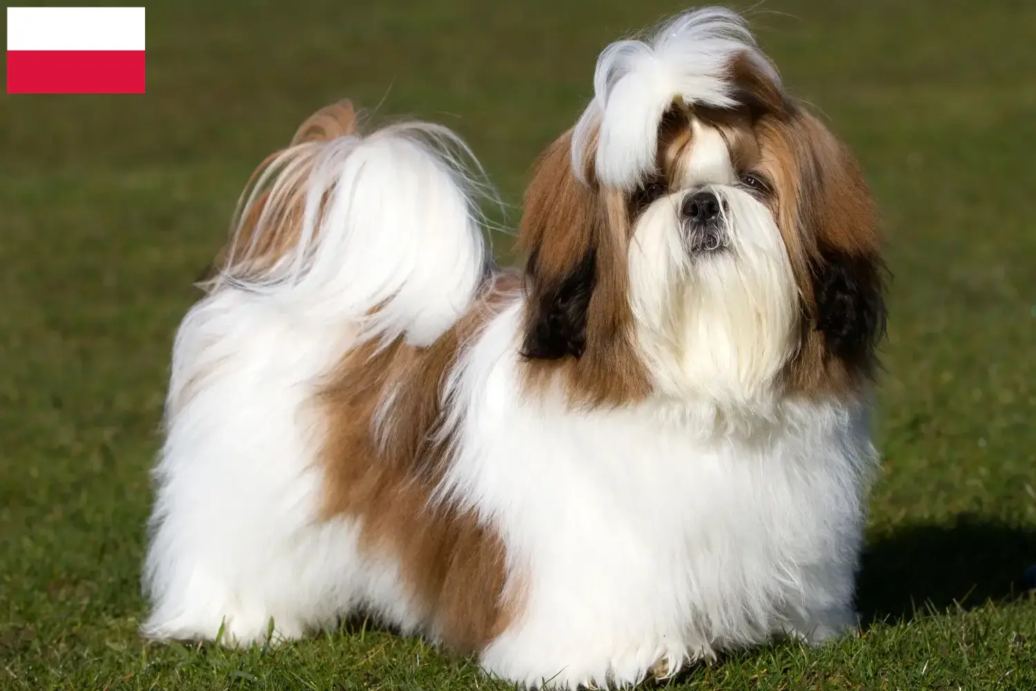 Lees meer over het artikel Shih Tzu fokkers en pups in Polen