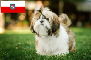 Lees meer over het artikel Shih Tzu fokkers en pups in Thüringen