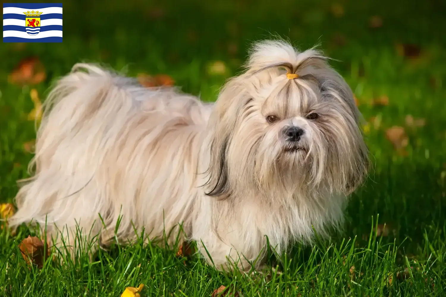 Lees meer over het artikel Shih Tzu fokkers en pups in Zeeland