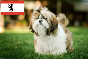 Lees meer over het artikel Shih Tzu fokkers en pups in Berlijn