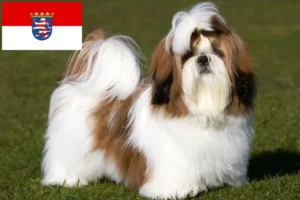 Lees meer over het artikel Shih Tzu fokkers en pups in Hessen