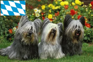 Lees meer over het artikel Skye Terrier fokkers en pups in Beieren