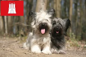 Lees meer over het artikel Skye Terrier fokkers en pups in Hamburg