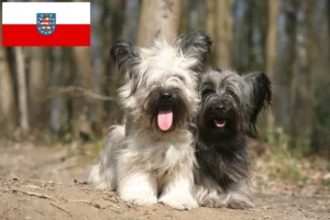 Lees meer over het artikel Skye Terrier fokkers en pups in Thüringen