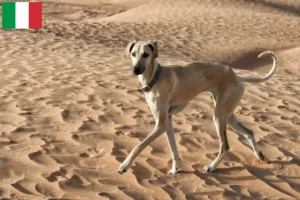 Lees meer over het artikel Sloughi fokkers en puppies in Italië