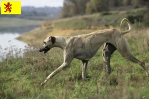 Lees meer over het artikel Sloughi fokkers en pups in Zuid-Holland