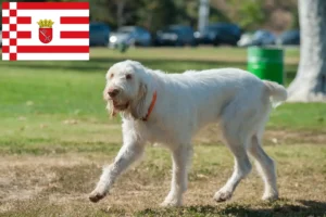 Lees meer over het artikel Spinone Italiano fokkers en pups in Bremen