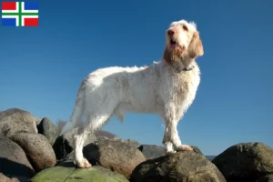 Lees meer over het artikel Spinone Italiano fokkers en pups in Groningen