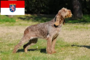 Lees meer over het artikel Spinone Italiano fokkers en pups in Hessen