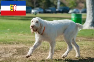 Lees meer over het artikel Spinone Italiano fokkers en pups in Sleeswijk-Holstein