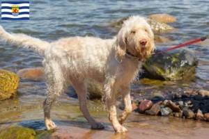 Lees meer over het artikel Spinone Italiano fokkers en pups in Zeeland