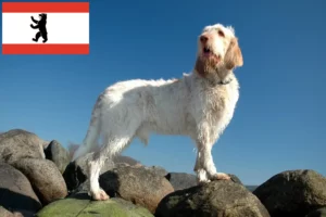 Lees meer over het artikel Spinone Italiano fokkers en pups in Berlijn