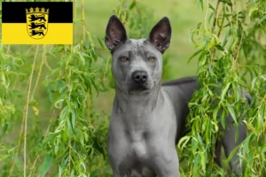 Lees meer over het artikel Thai Ridgeback fokkers en pups in Baden-Württemberg